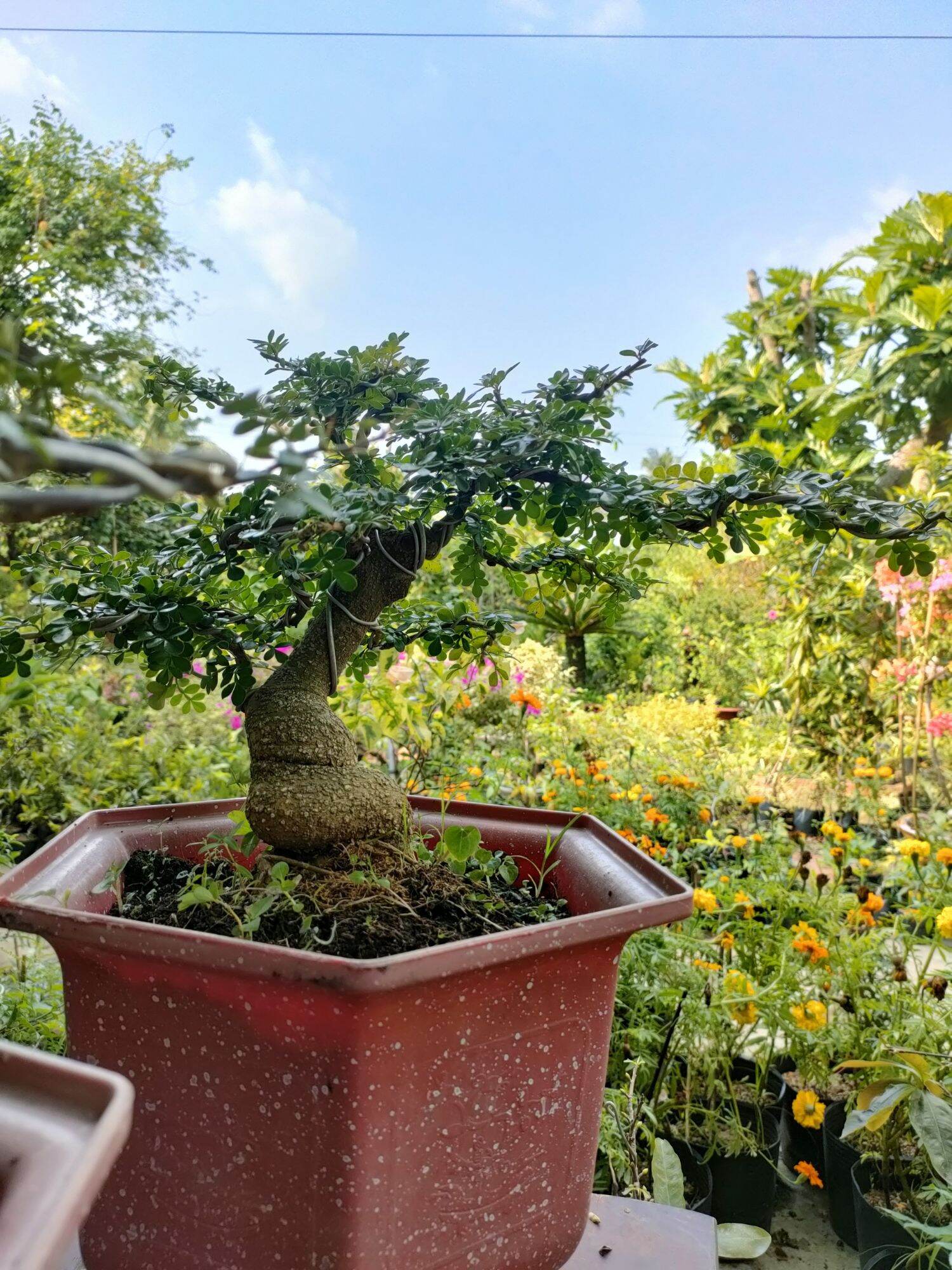 Cây cần thăng bonsai như hình