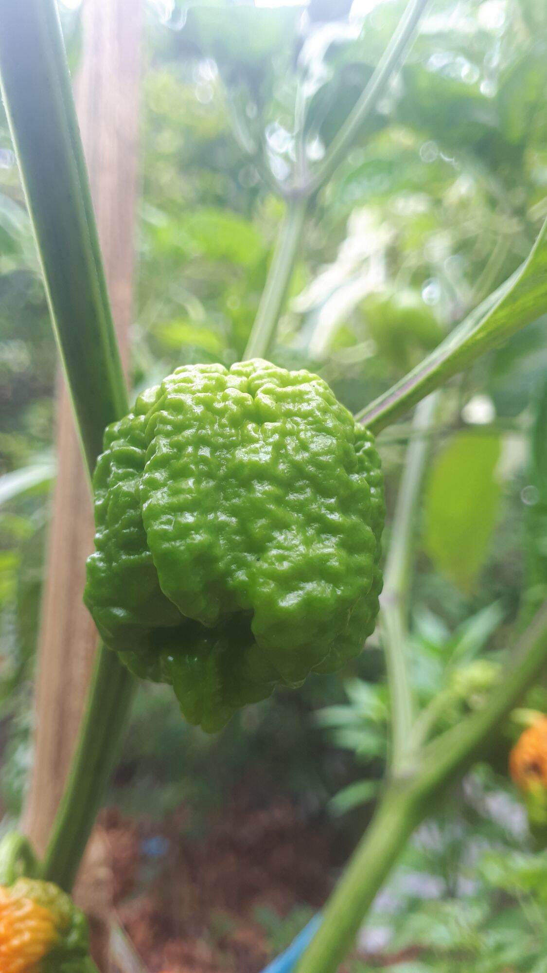 10 HẠT GIỐNG ỚT CAY CAROLINA REAPER