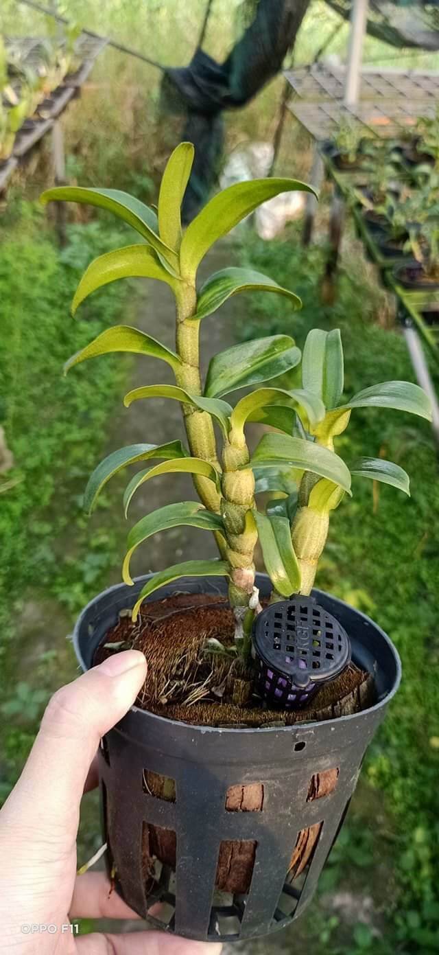 Lan Damry trưởng thành sắp hoa