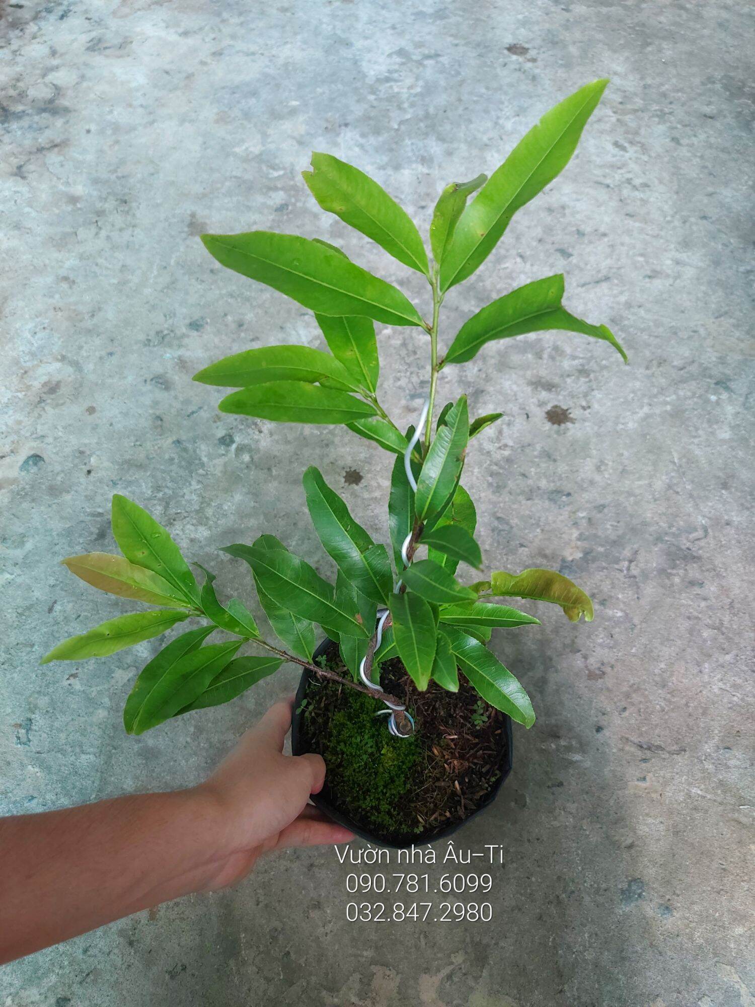 Mai cúc không nhị (hoàng huyết long) bonsai mini [KHÁCH ĐƯỢC CHỌN CÂY SAU KHI LÊN ĐƠN]