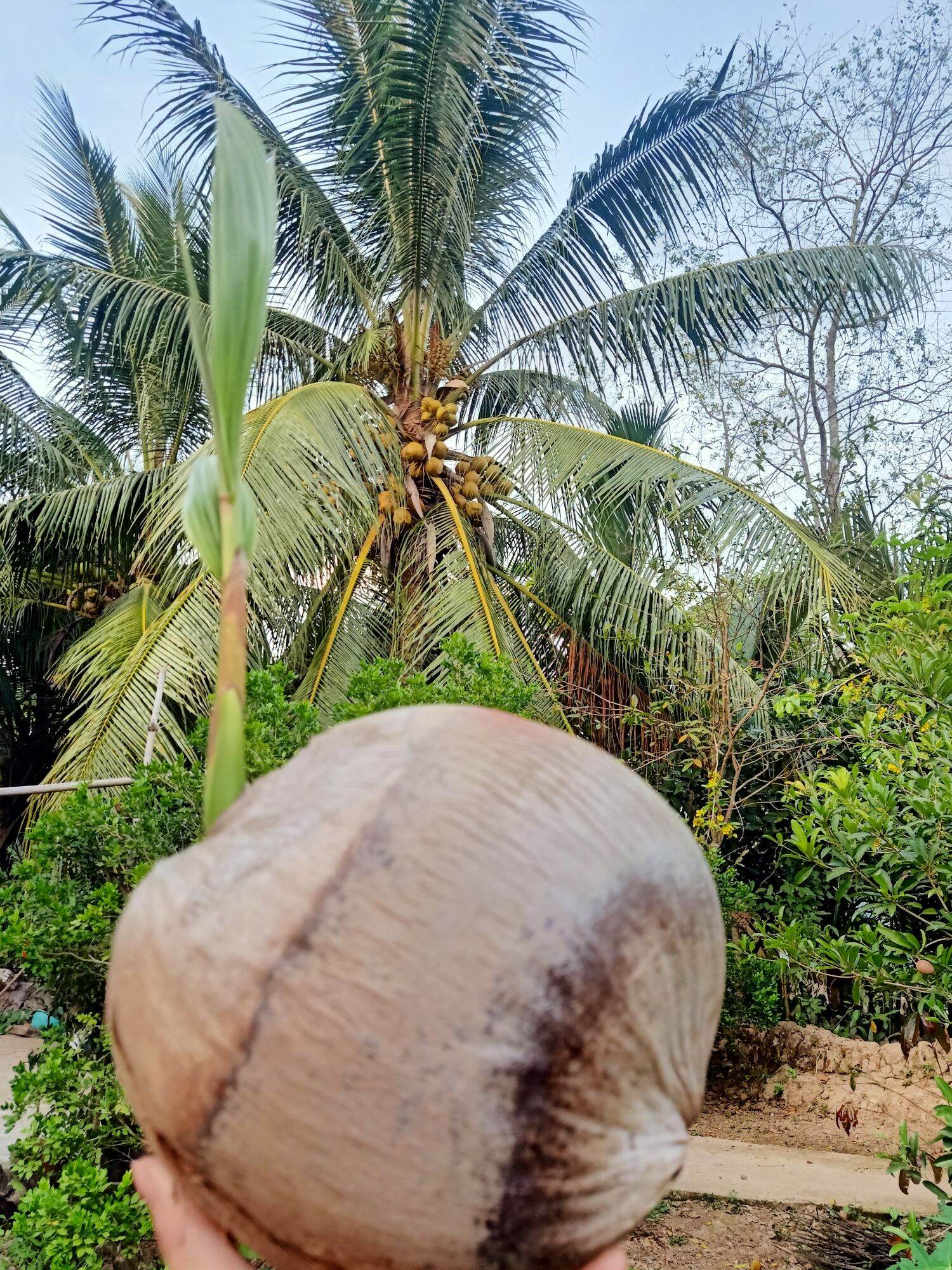Cây giống dừa sáp - cầu kè - trà vinh