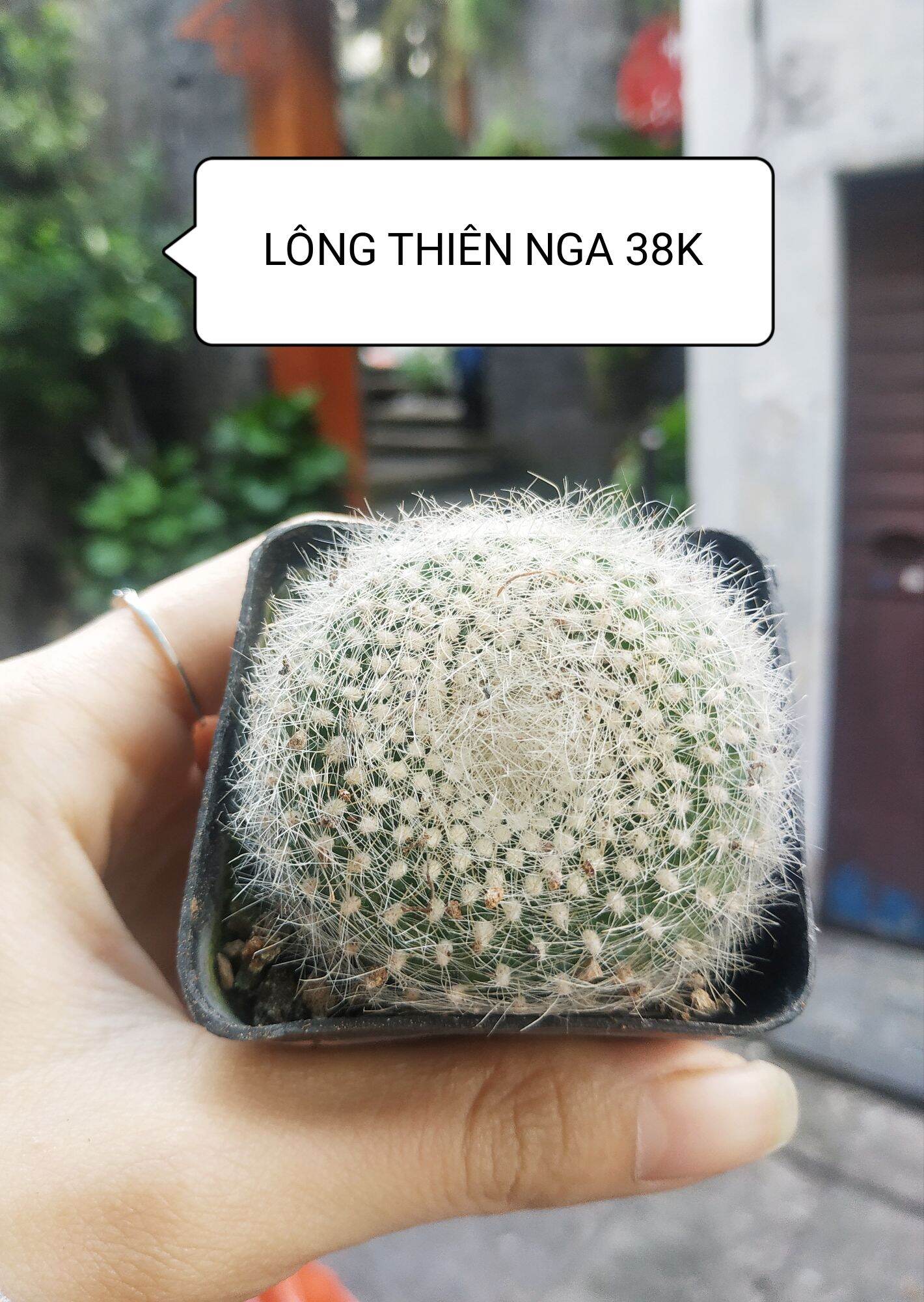 Xương rồng lông thiên nga ~5cm