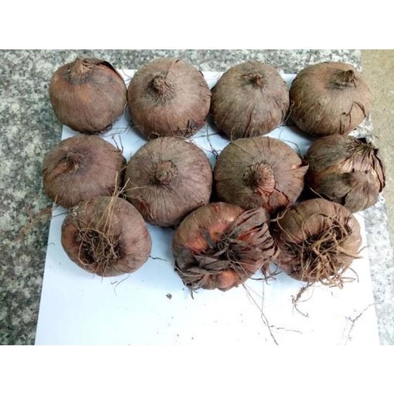 củ hoa lay ơn hoa nở tết 1 củ