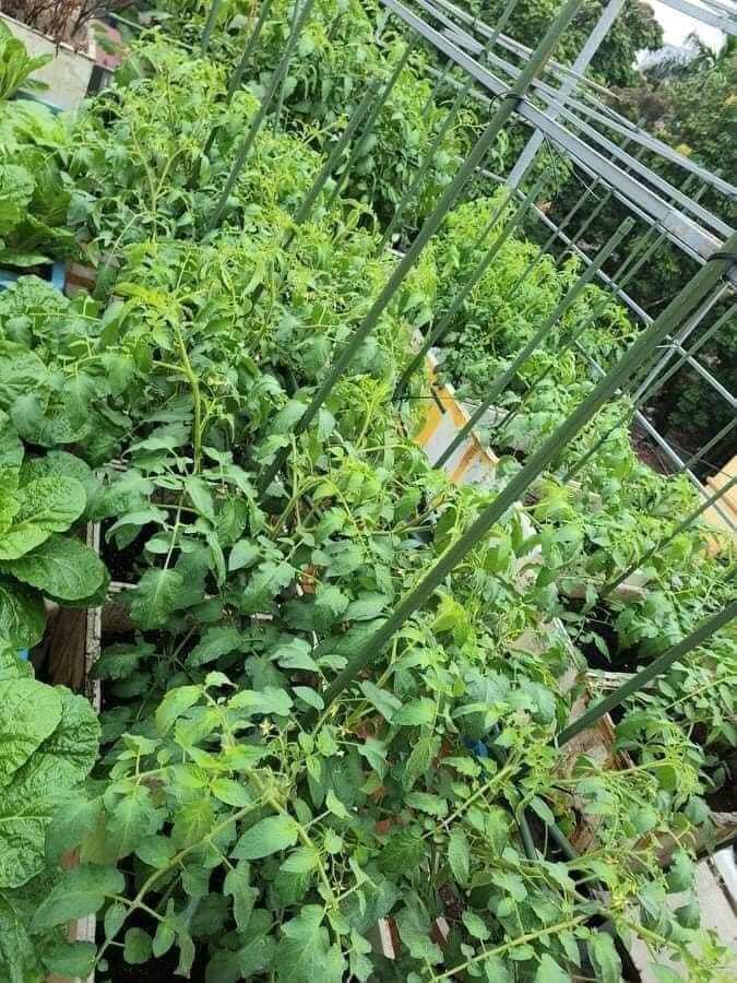 10 cọc chống cây làm giàn 1m8 phi 11