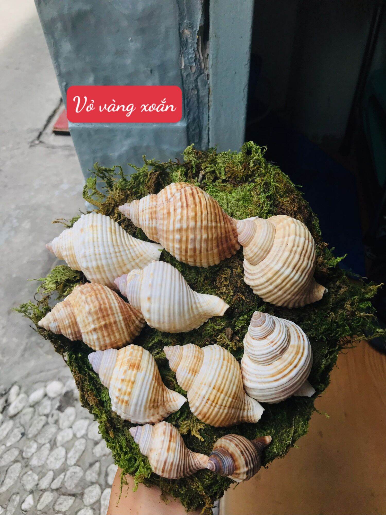 Vỏ Nhung trang trí bể cá, dùng cho ốc mượn hồn