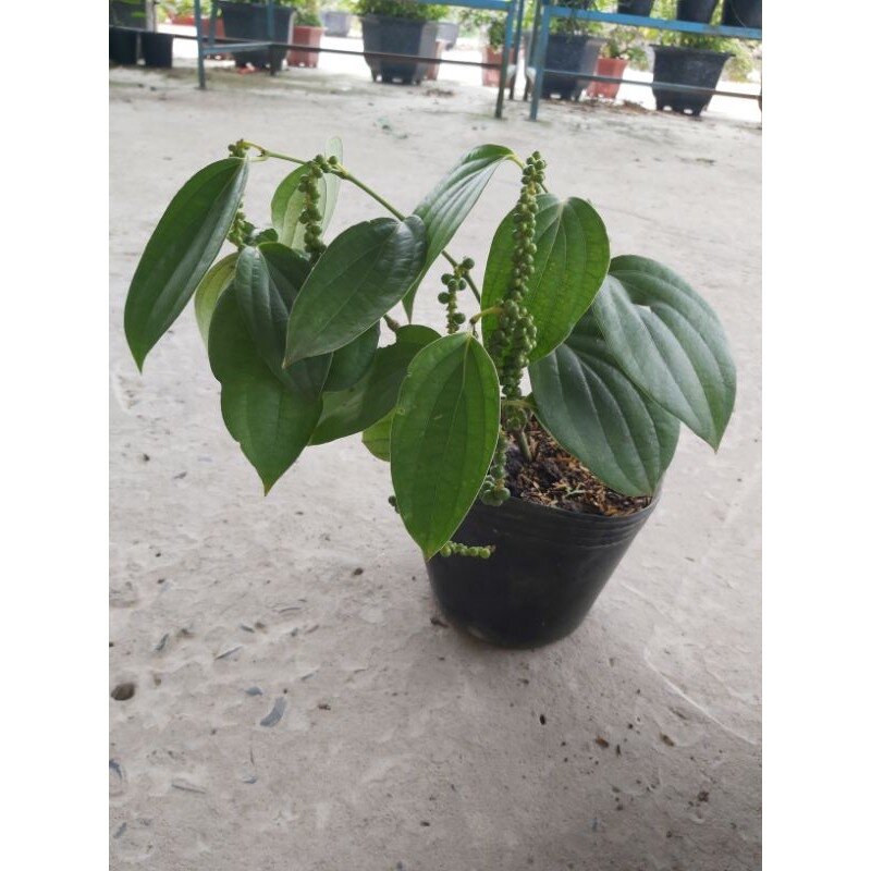 Cây hồ tiêu đang trái (ảnh thật)