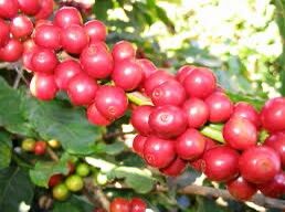 [1KG Bột Cà Phê Đaklak] Cà Phê Chồn Pha Phin -Loại Thượng Hạng -Thơm Ngon Trọn Vị[Khuyến Mãi Cực Sốc]