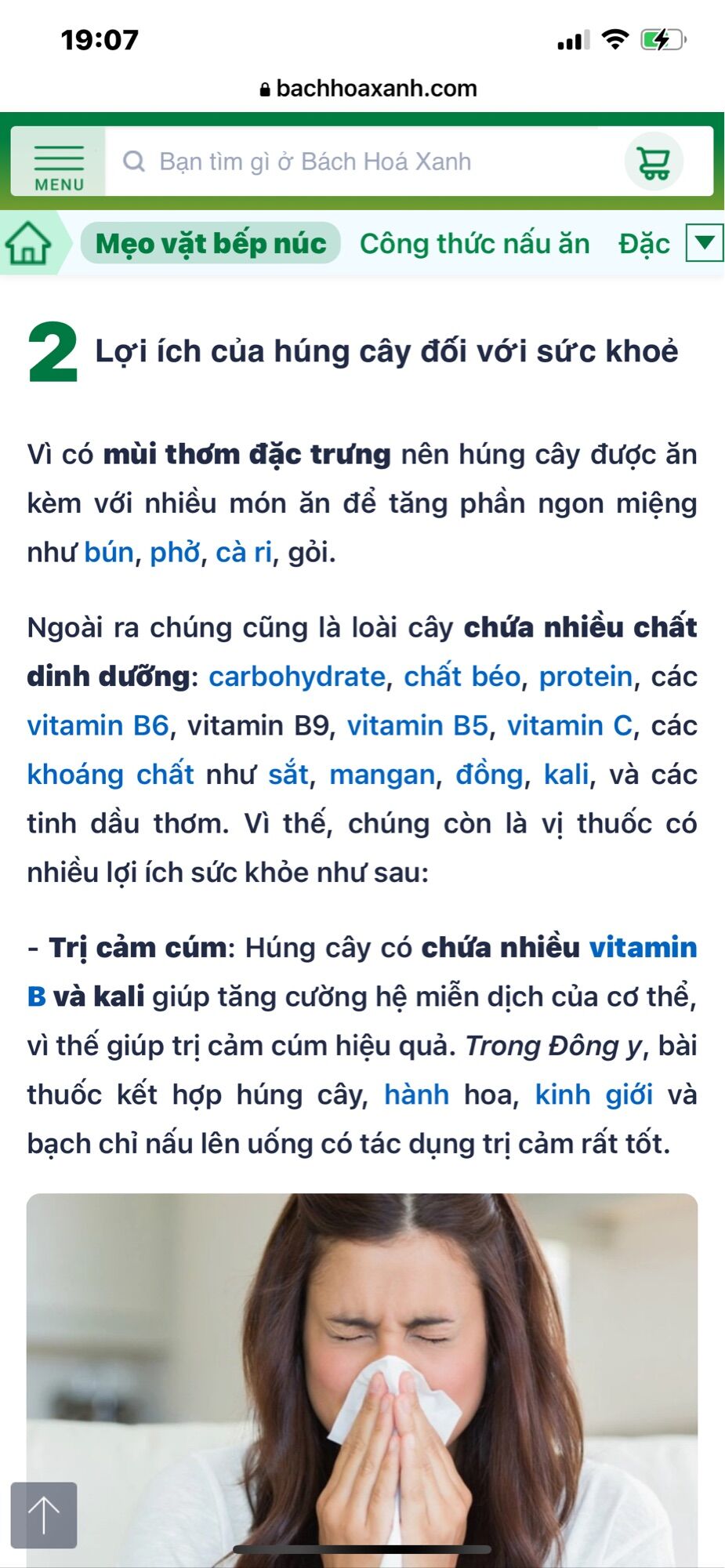 Chậu rau húng cây