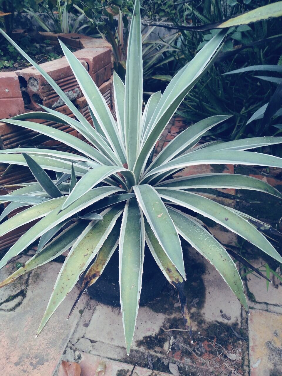 Cây Thùa lá xanh ( Dứa Agao Xanh)