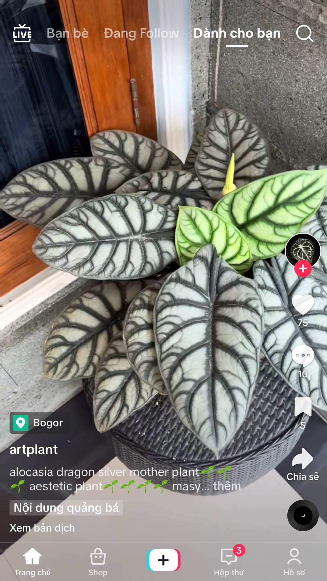 cây alocasia back velvet (môn nhung đen)