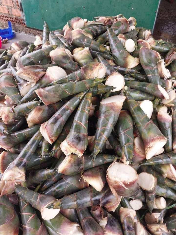 Giống Măng Tre Tứ quý ( combo 5 cây  )