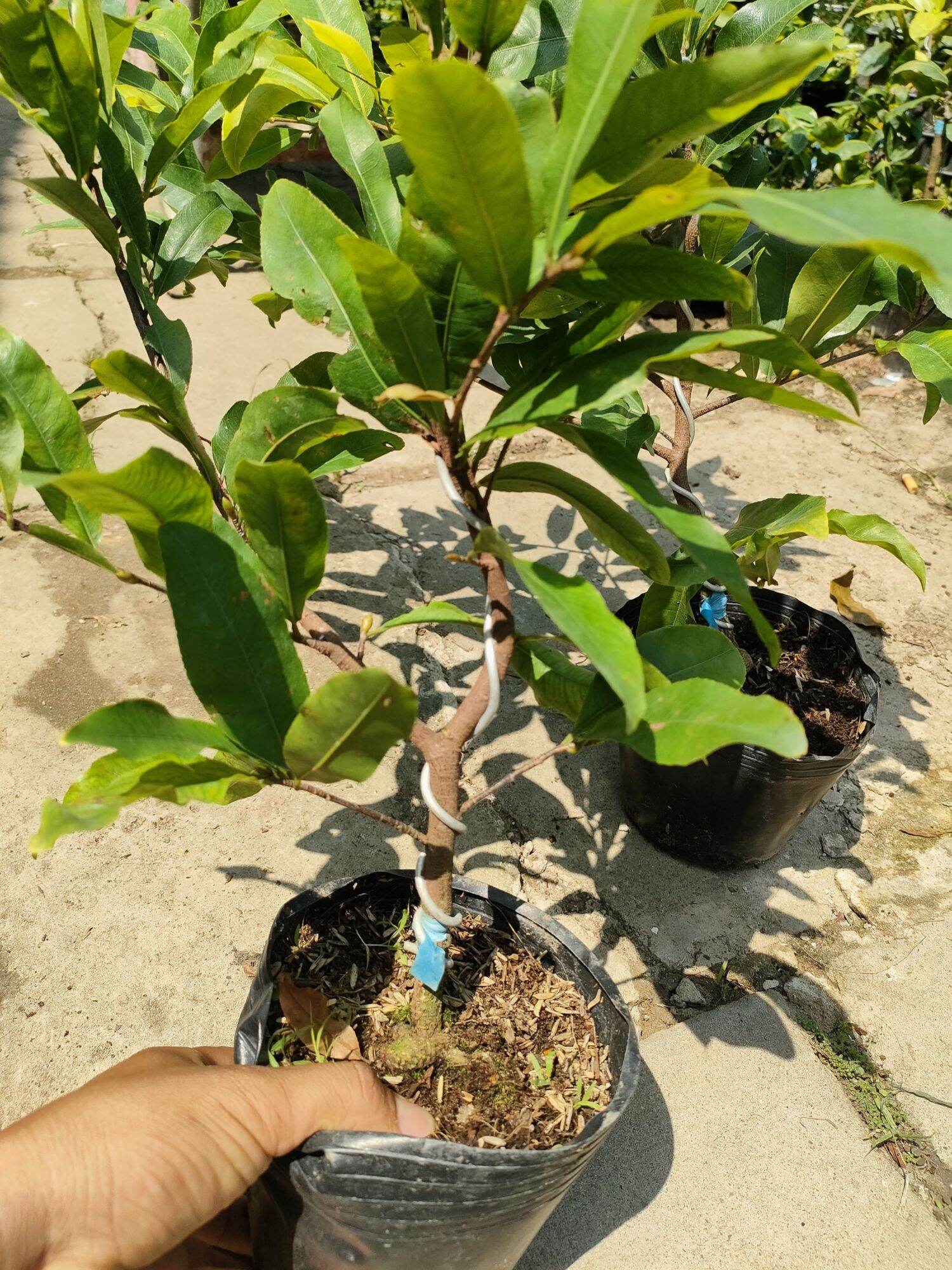 2026 Fragrant Apricot Tree Is 45-60cm Tall