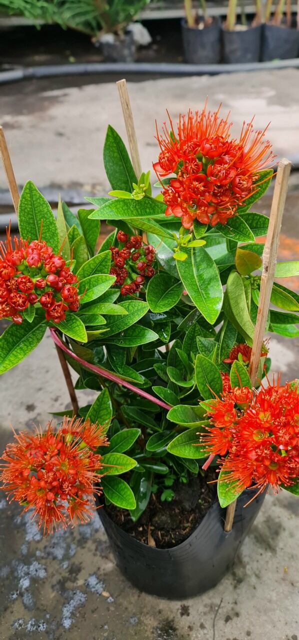Mai Thái  màu  đỏ cam