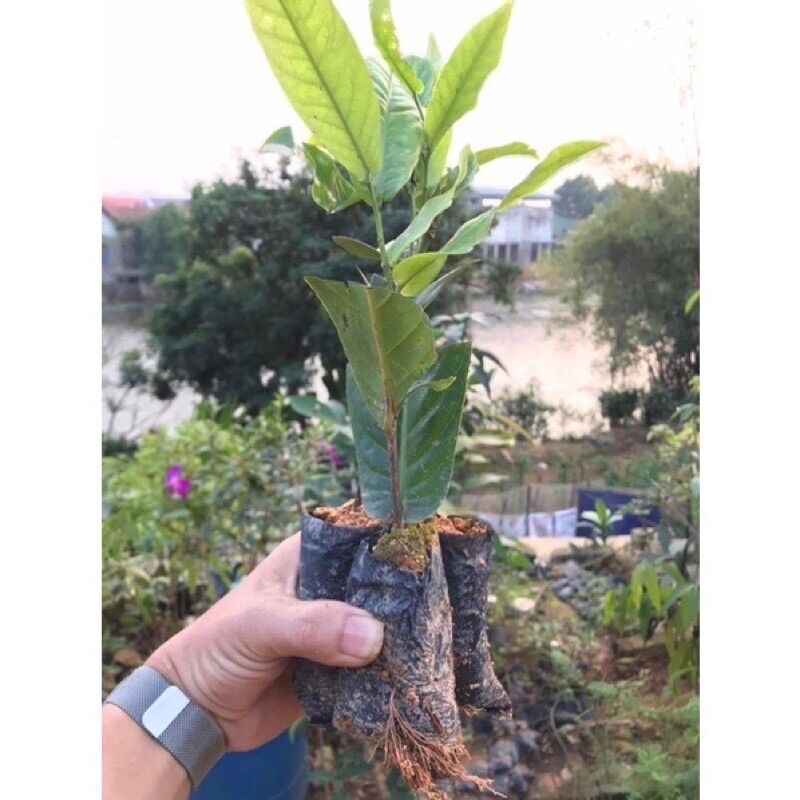 Cây giống Hoa Hải Đường(1  cây)