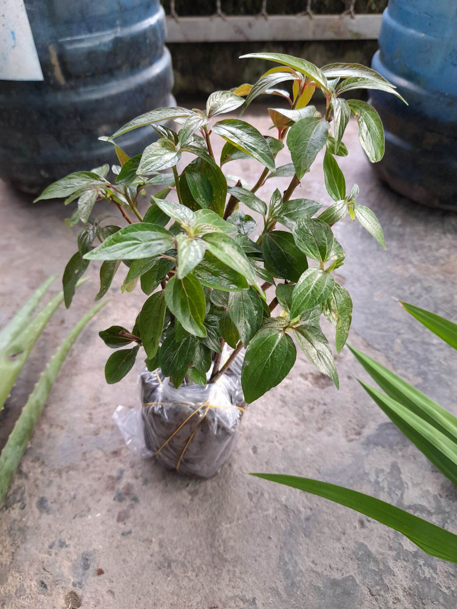 Cây thuốc dòi . bầu 8- 10 cây
