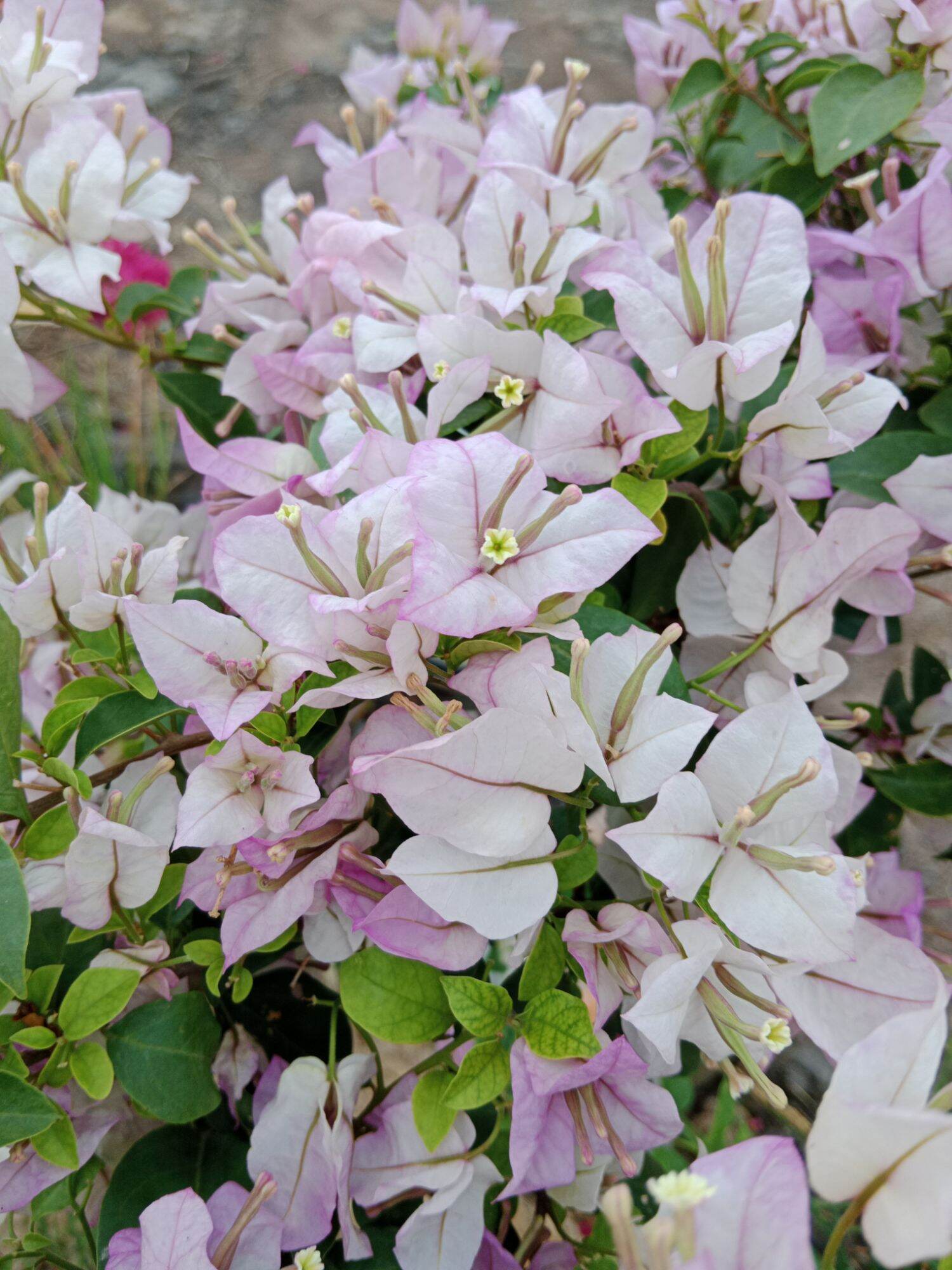 cây hoa giấy ghép ( tím tuyết)
