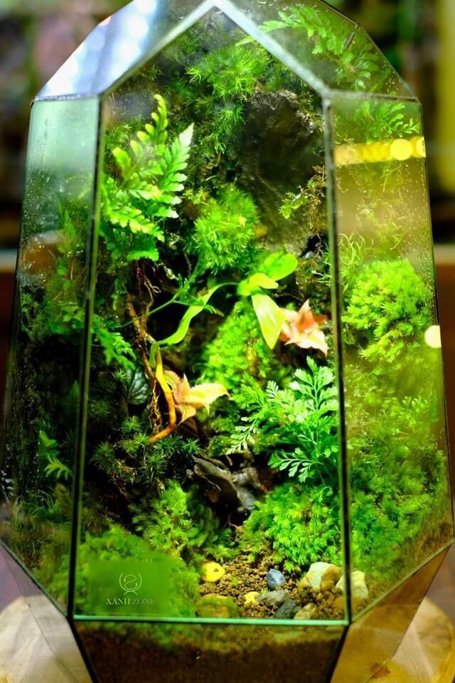 Lũa mini setup hồ bán cạn, terrarium, thủy sinh