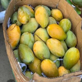 Leaf fertilizer for fast-cooked HPC-97 HXN Fruit