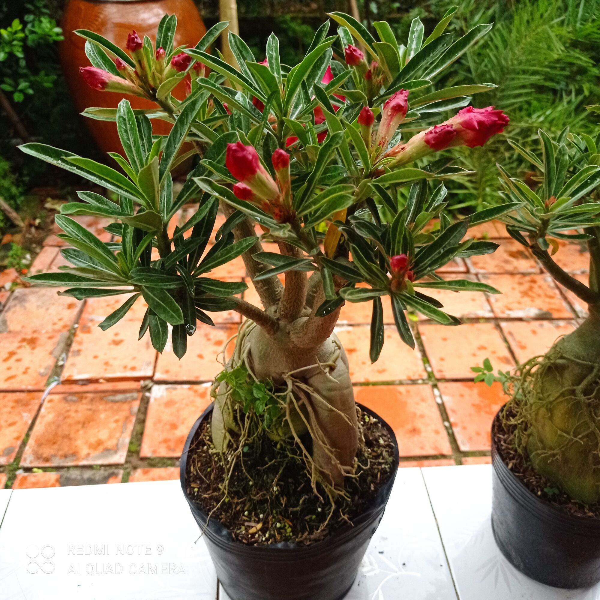 Sứ Thái Cánh Kép siêu bông