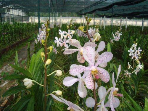 Combo 8 Cây Lan Giống Mokara(cao 20-30cm) Màu Đỏ,Vàng,Hồng,Tím
