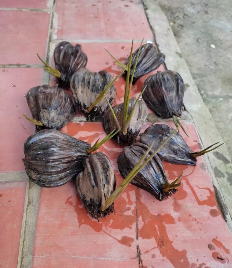 Cây Dừa Nước Giống 20 cây