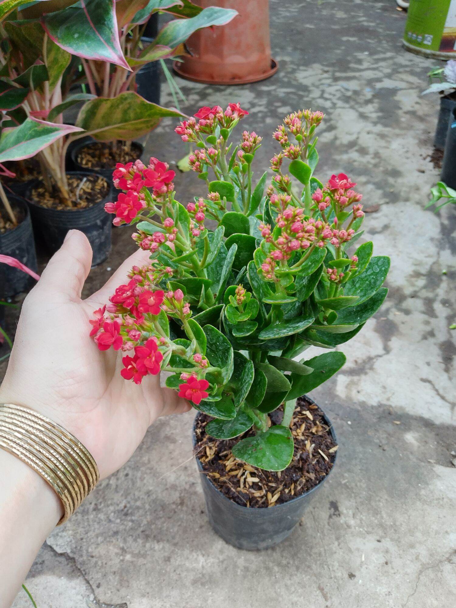 Cây hoa Sống đời kép siêu hoa