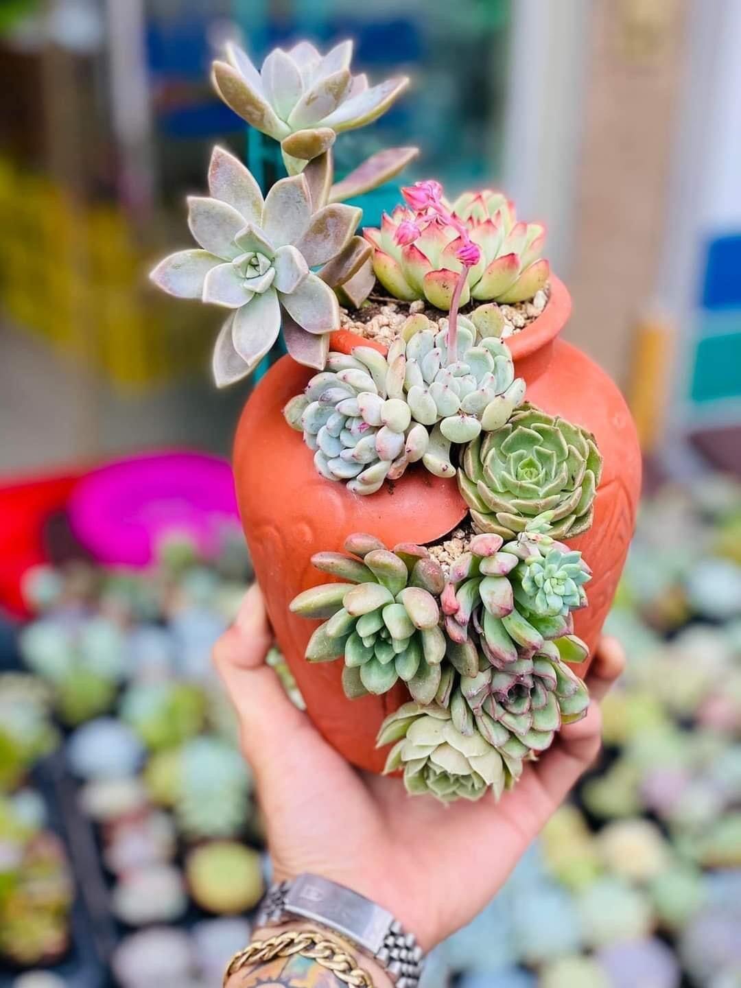 Chậu sen đá,chậu sứ trồng cây cỡ vừa