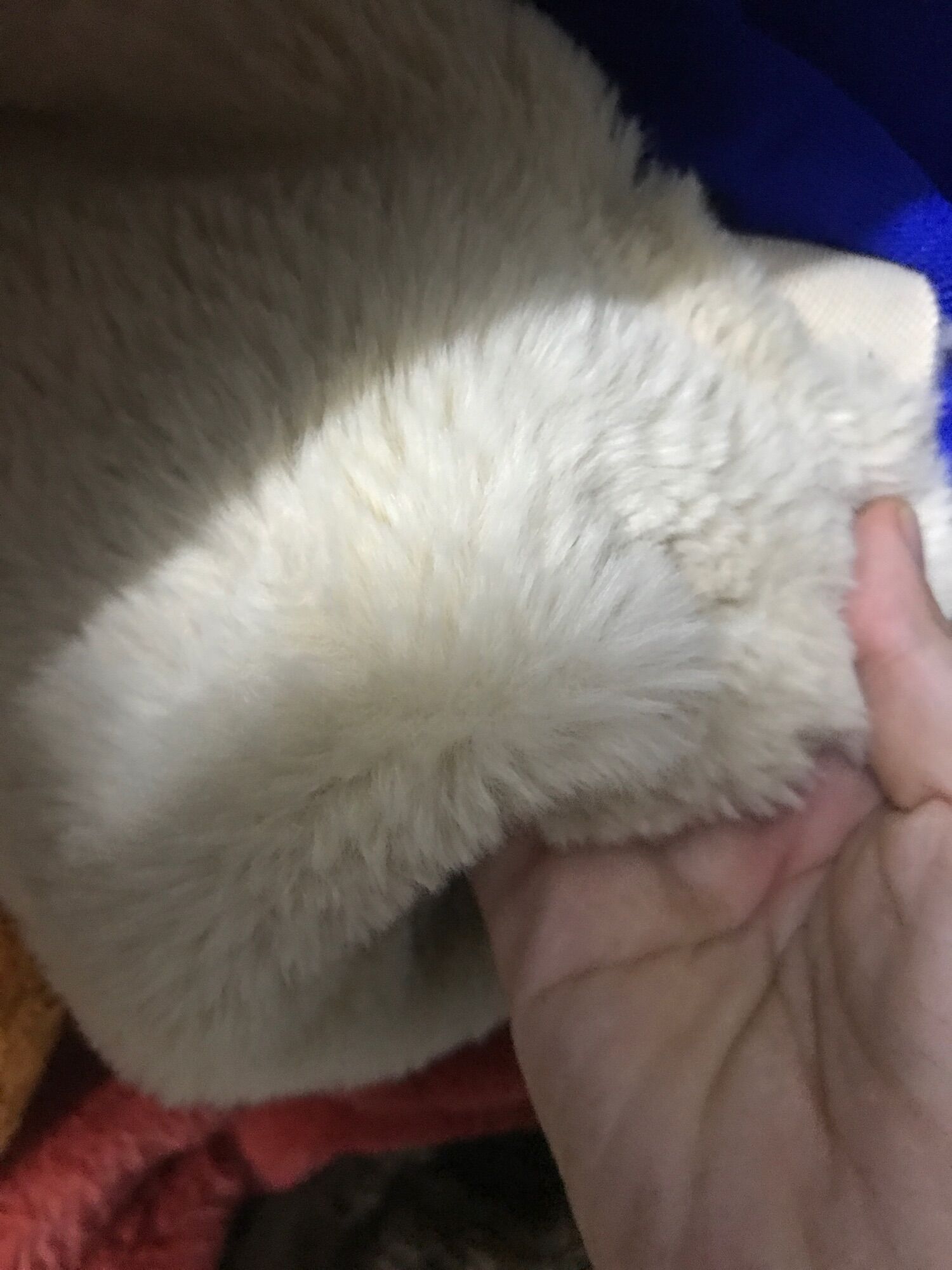 Vải lông thú ngắn dùng may áo khoác, gấu bông, thú bông handmade, gối tựa gối ôm, decor nội thất, làm nền chụp sản phẩm, thảm trải lót bàn trang điểm, tủ kệ trưng bày