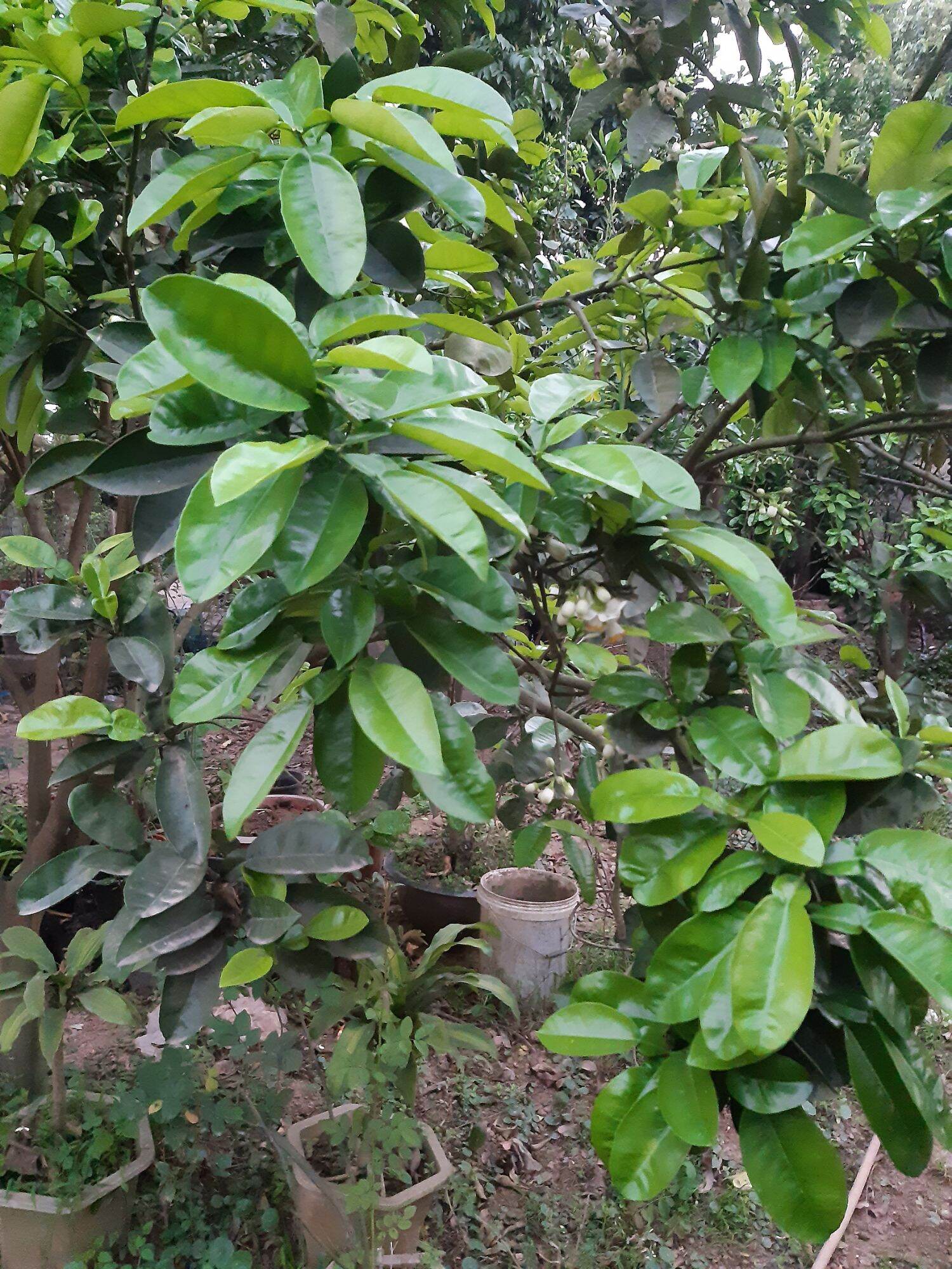 1kg lá bưởi tươi hàng đặt mới hái
