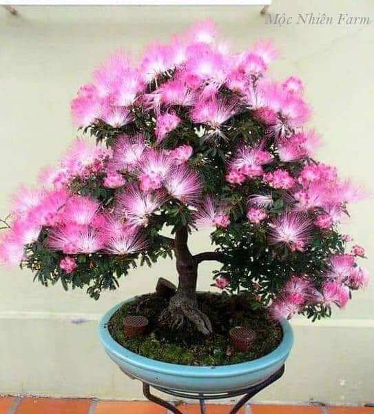 Cây Hoa Kiều Hùng Hồng siêu hoa