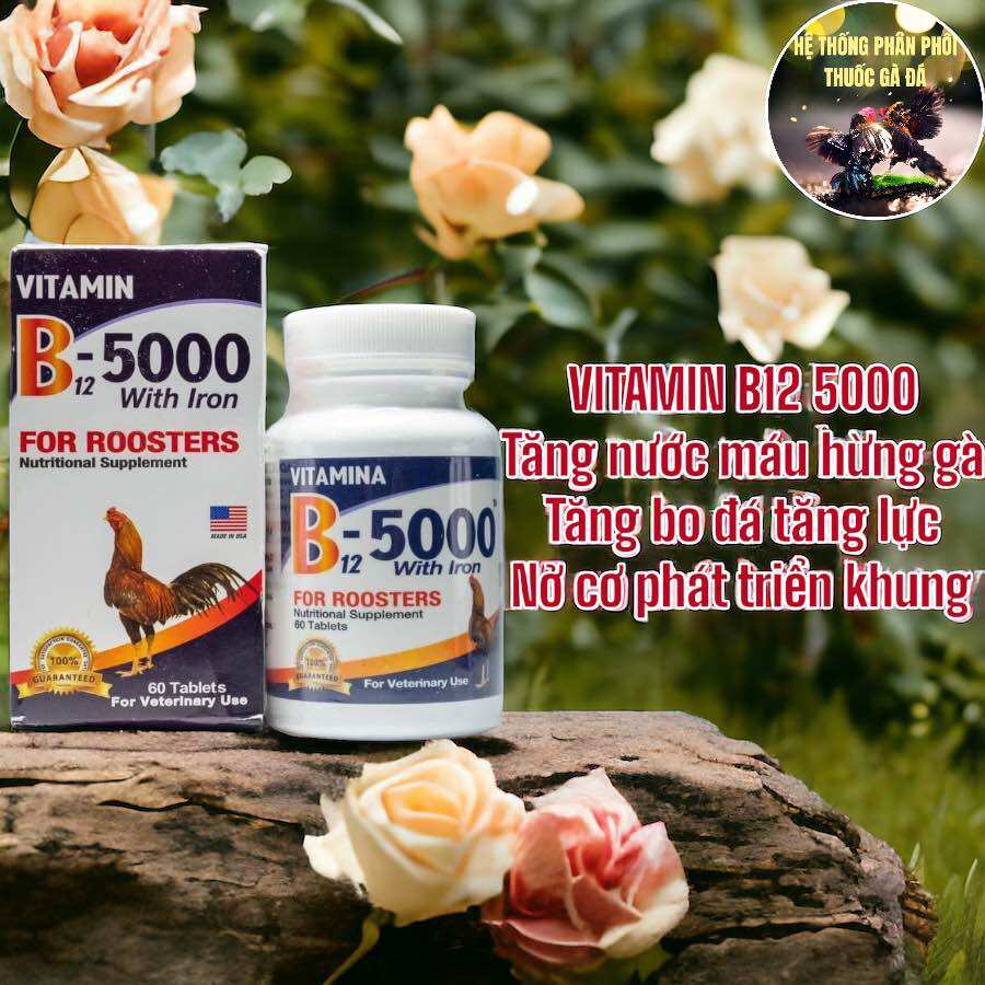 Thuốc gà đá vitamin b12 5000 tăng bo tăng nước máu nở khung xương