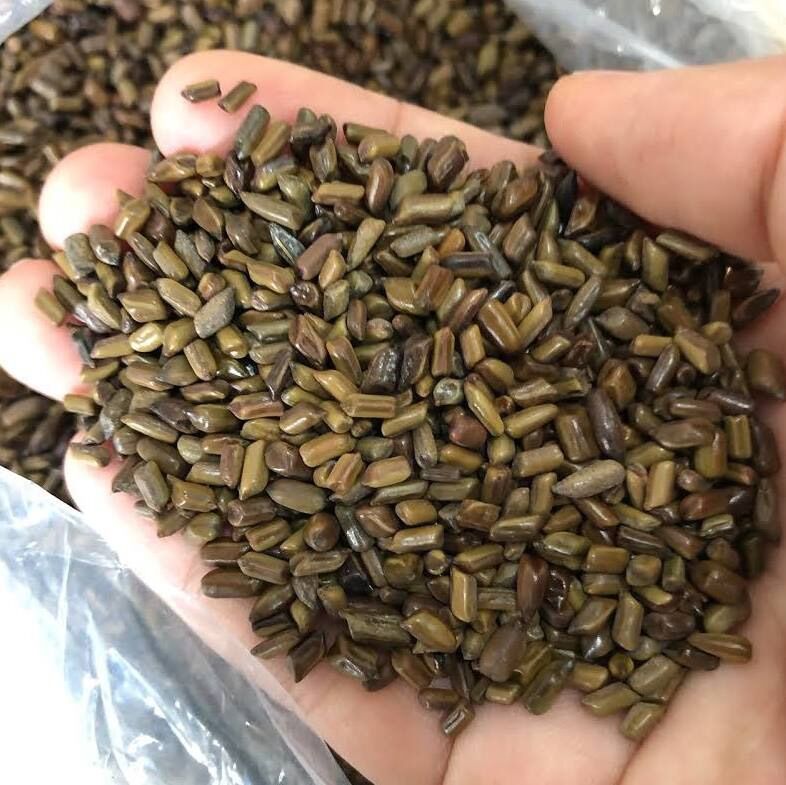 1Kg hạt muồng cho bé chơi nhà cát