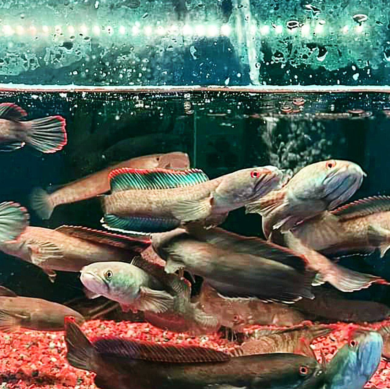 Cá lóc vây xanh Ninh Bình Thuận có full size