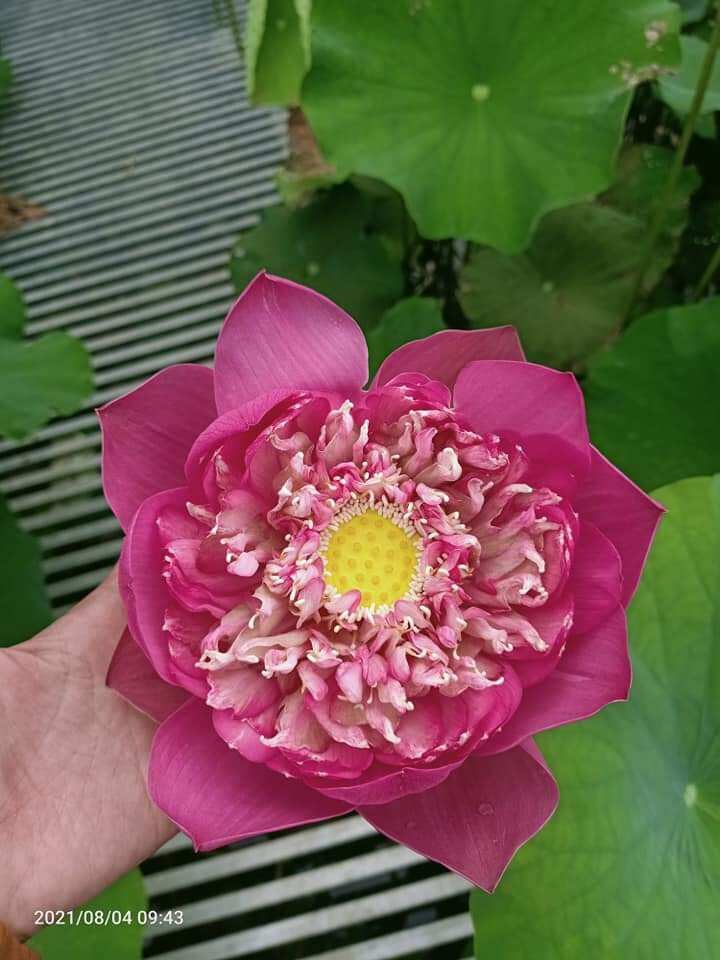 củ giống sen quan âm hồng