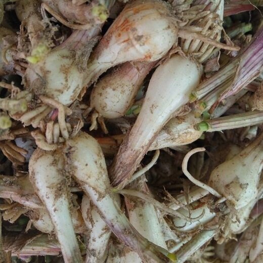 Hue Tubers Delicious Quality 1kg