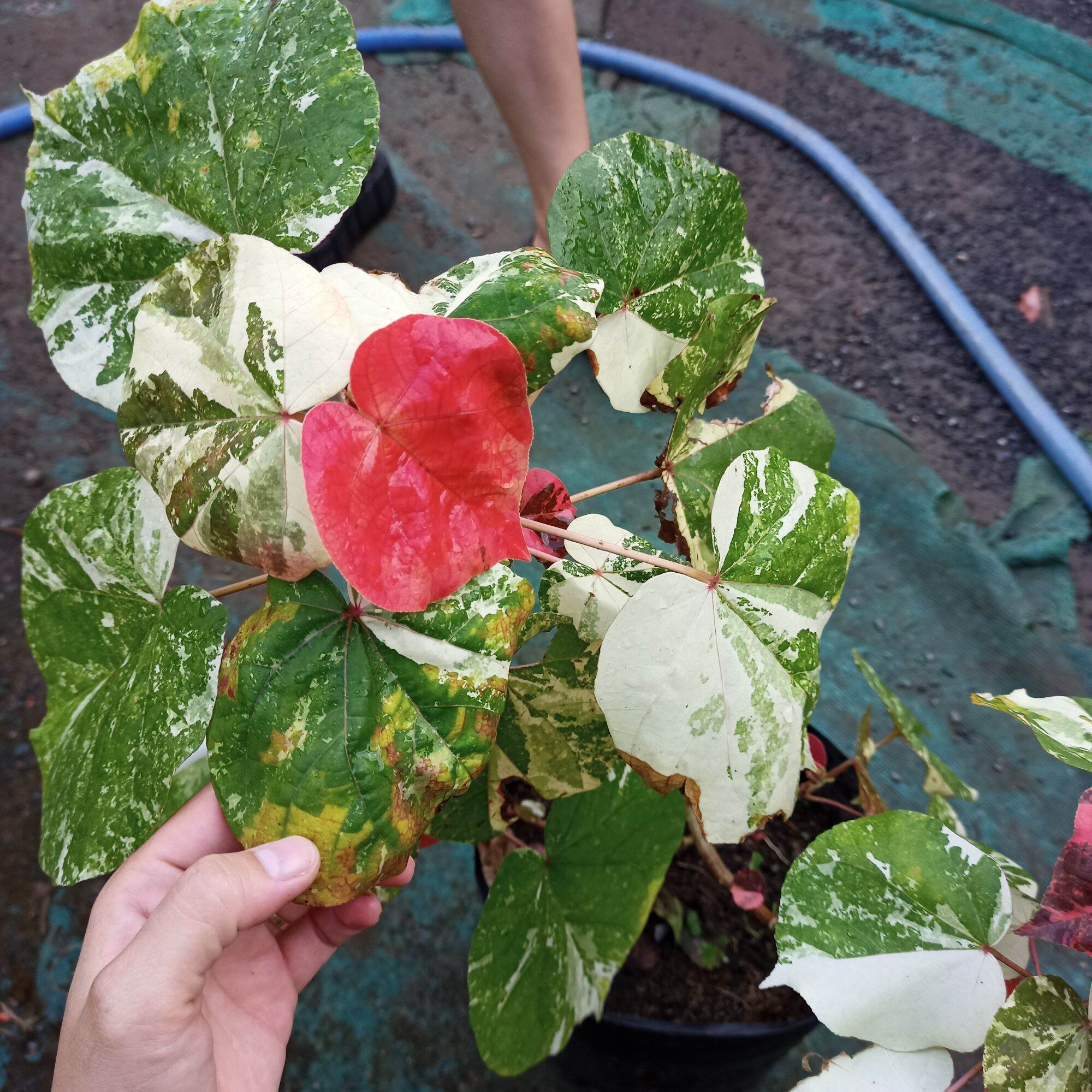 Cây tra var - hibiscus tiliaceus