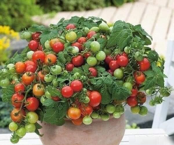 30 hạt Cà chua bi lùn siêu trái, quả mọng , dễ gieo, dễ trồng nhanh thu hoạch