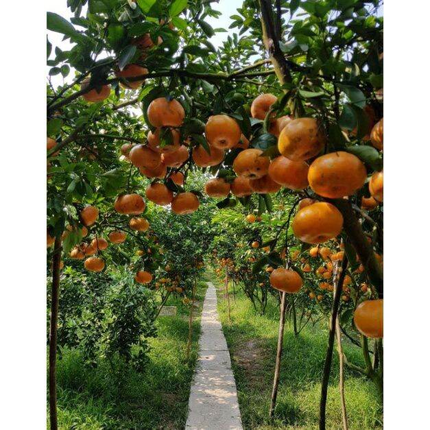 Quýt hồng Lai Vung (cây giống chiết cành)