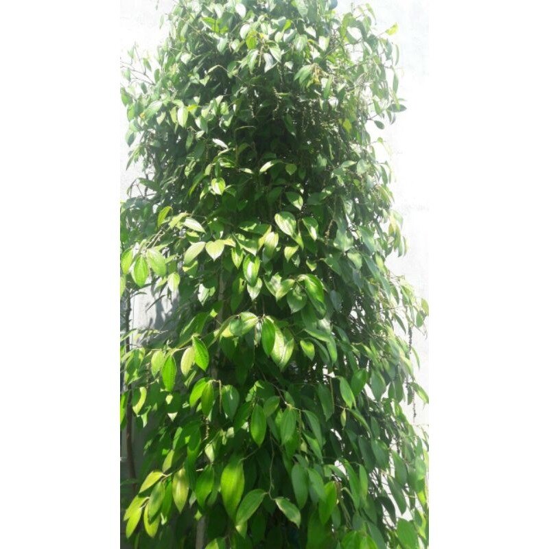 Cây hồ tiêu đang trái (ảnh thật)