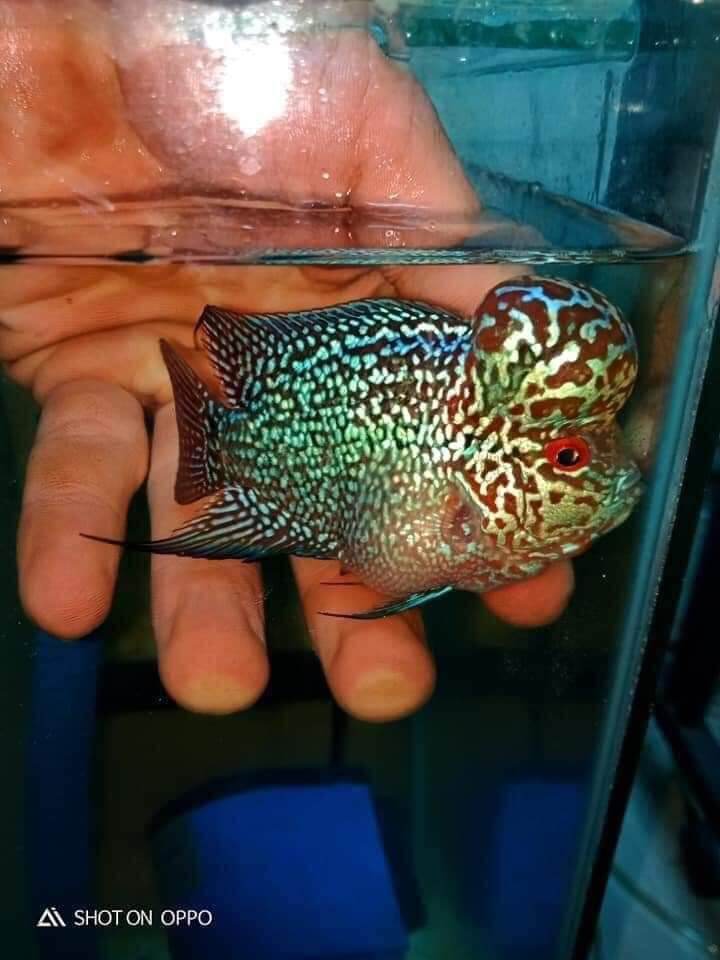 cám la hán d&n viên lớn
