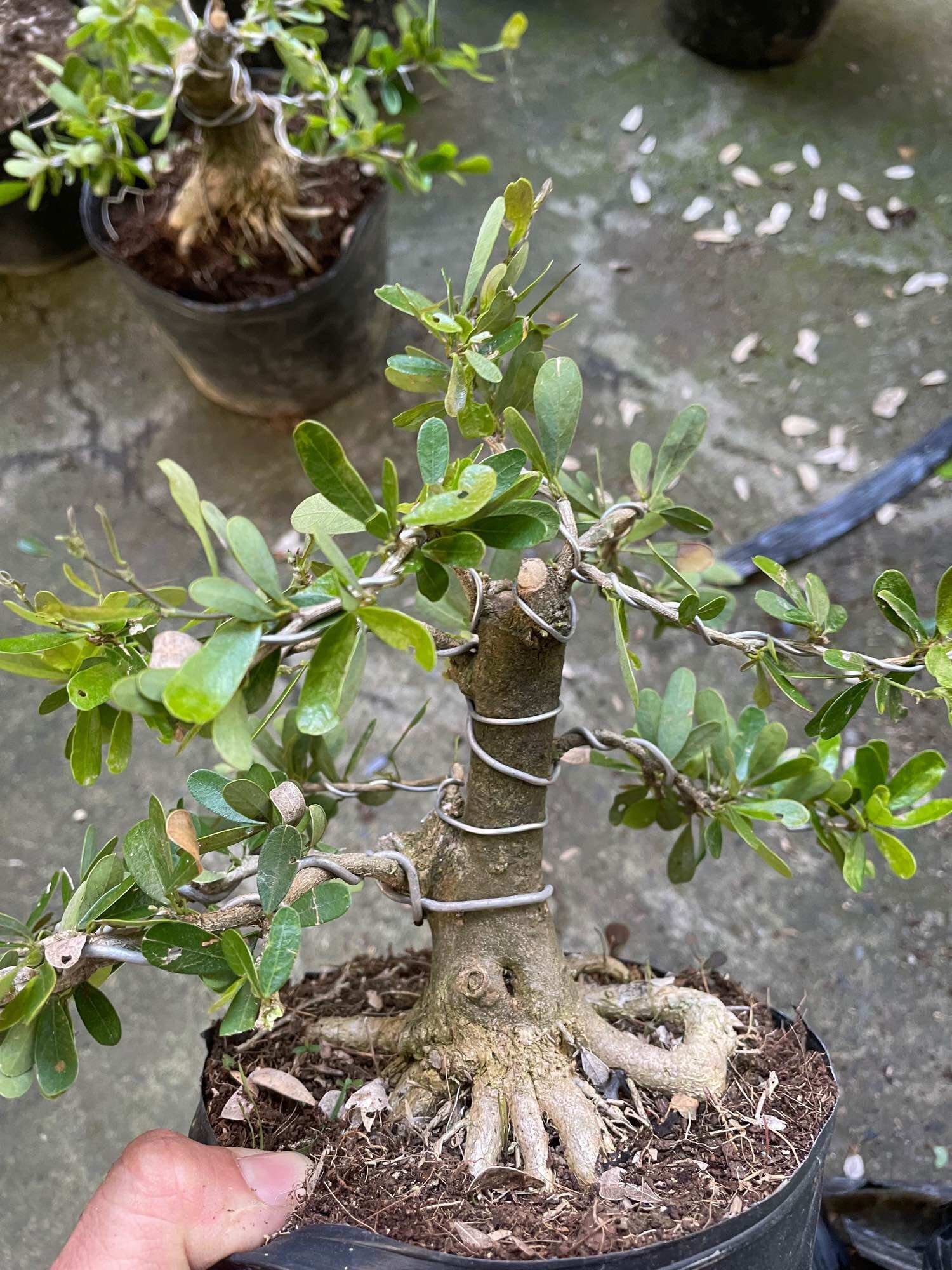 [HCM]Linh sam gốc to dạng phôi bonsai