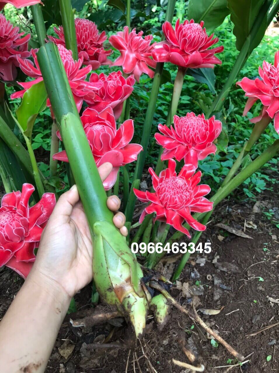 Sen Đa Lộc- Sen Cạn_5 màu _ Hoa Nở gần 2 tháng mới tàn