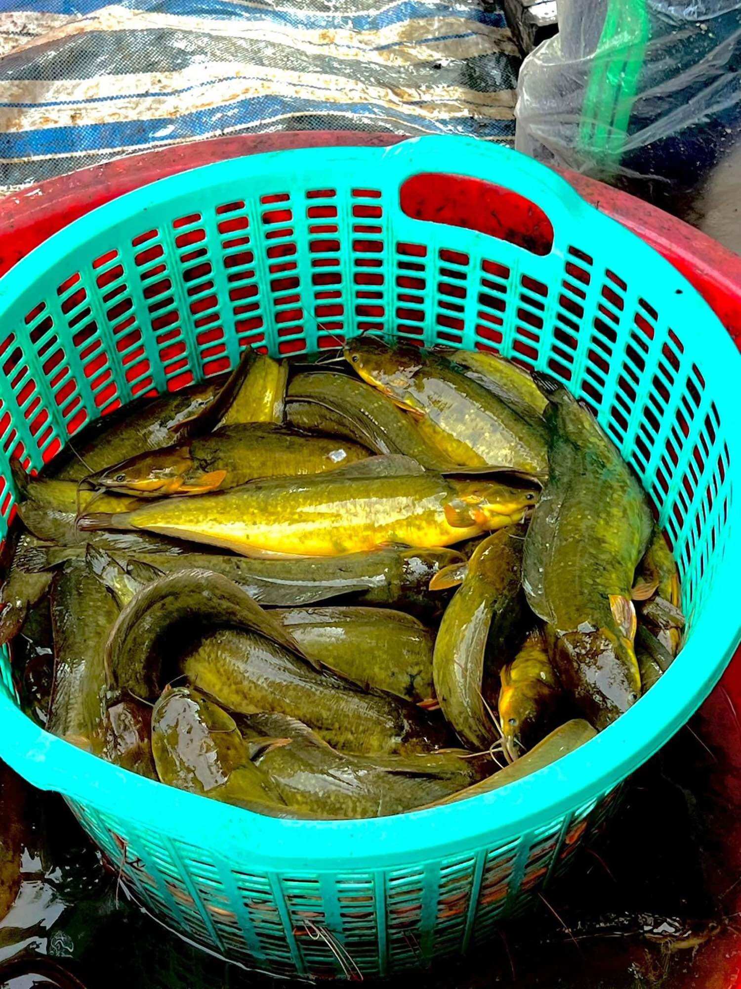 Cám câu Rô đồng, trê vàng. Gói 500 gam