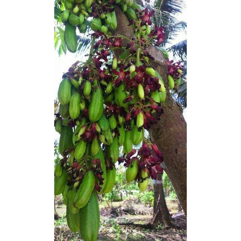 cây khế tàu, khế tây