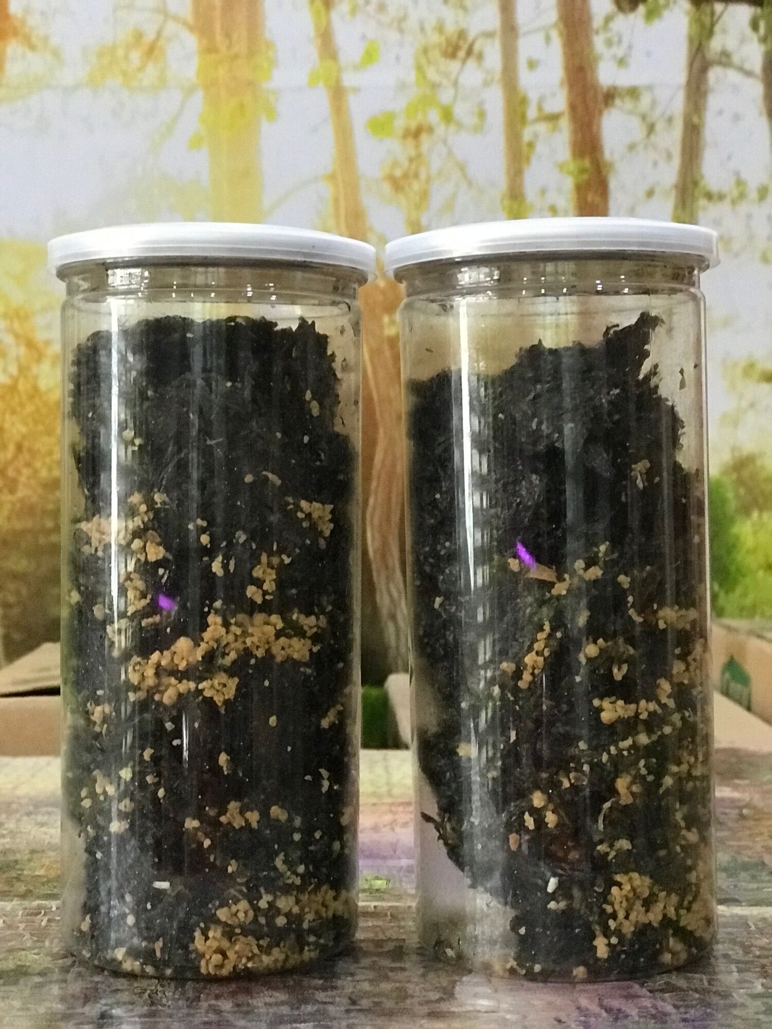 Rong biển cháy tỏi lon 150gr