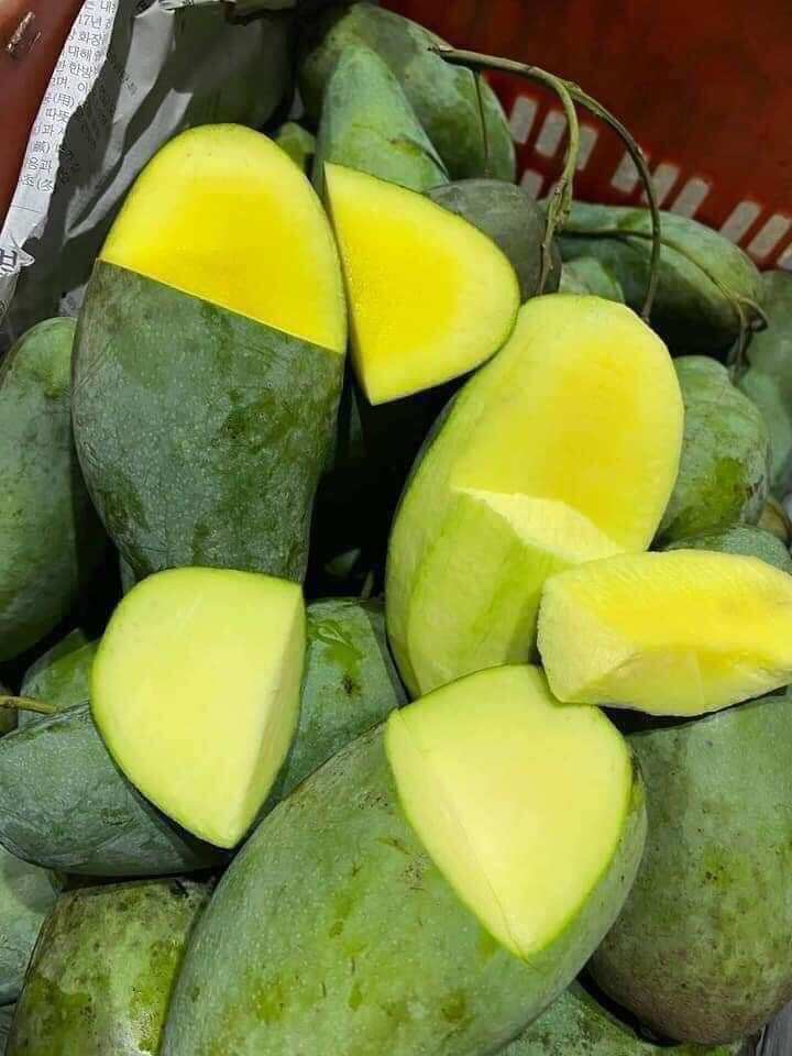 CÂY XOÀI THÁI NGỌT