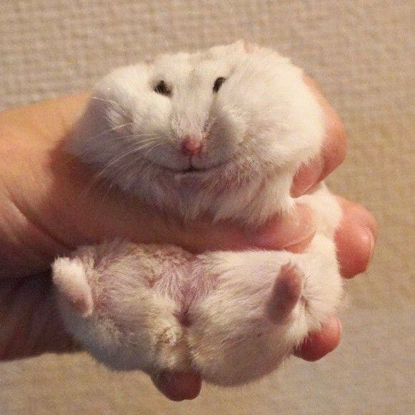 combo đồ dùng cho hamster (cát sand, thức ăn và cát tắm)