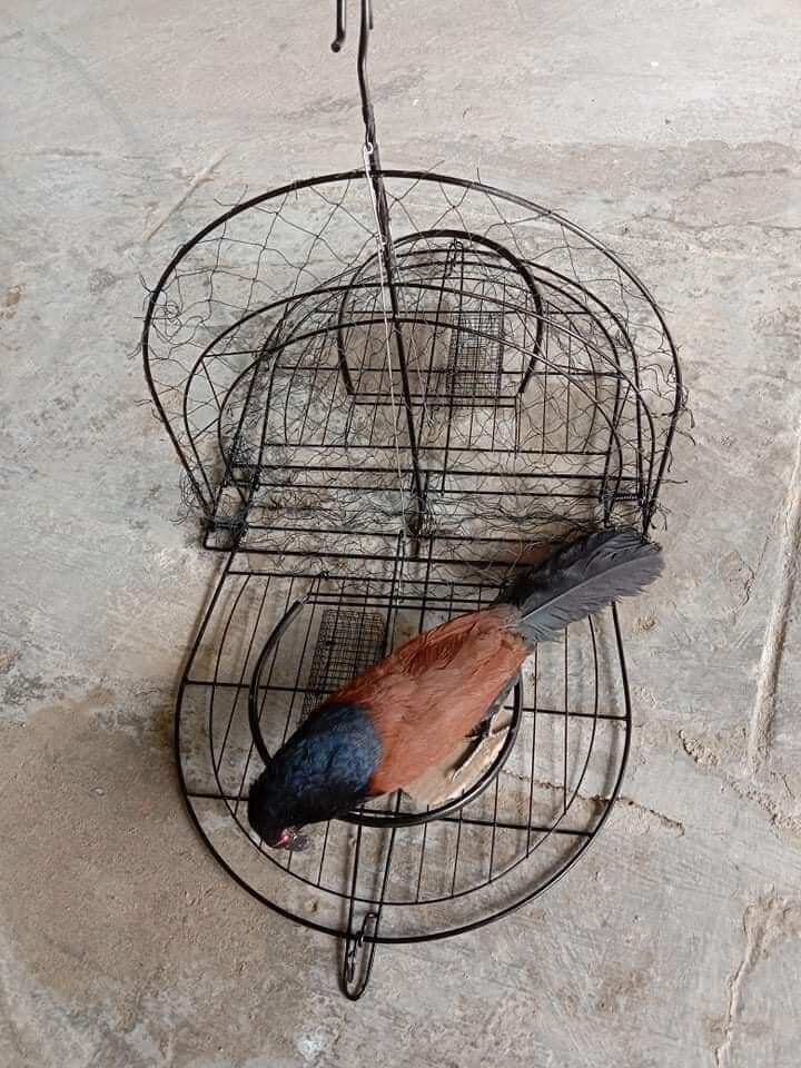 mẹt bịp 2 mặt ( bẫy bìm bịp)