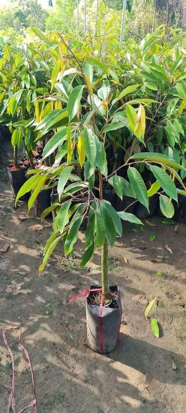 Cây giống sầu riêng thái(1caay cao 35cm trở lên ạ)