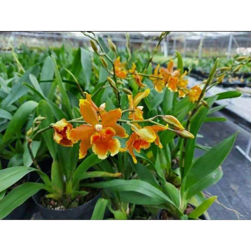 Vũ nữ năm mới cam nhú vòi hoa